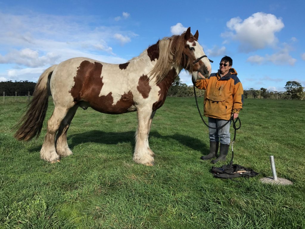 where to stand during a hoof trim